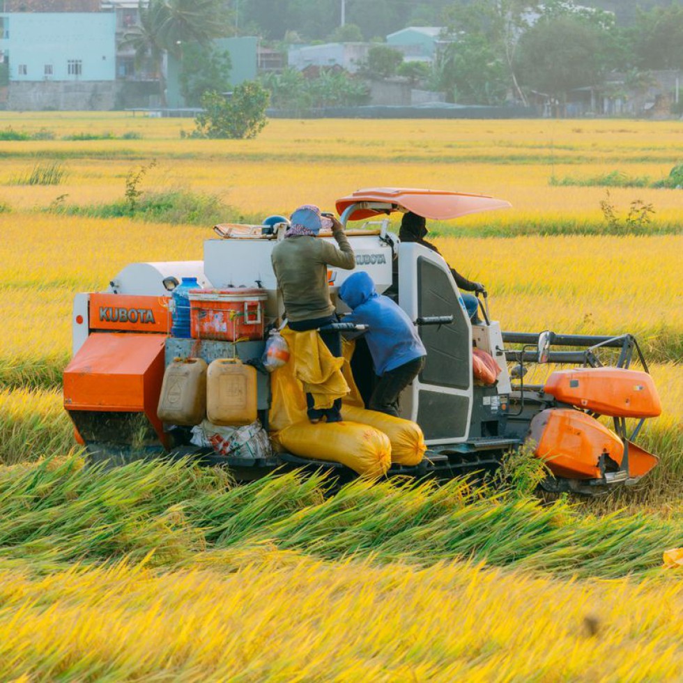 ধান কাটার মৌসুমে কৃষকের যত হিসাব
