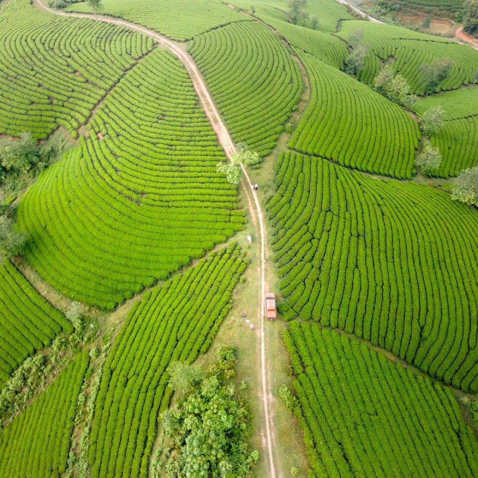 চা-বাগানের দেশে দুই দিনের ছুটি
