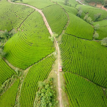 চা-বাগানের দেশে দুই দিনের ছুটি