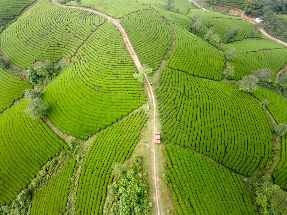 চা-বাগানের দেশে দুই দিনের ছুটি